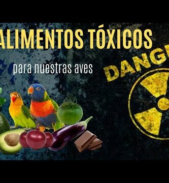 Alimentos prohibidos para guacamayos: guía completa