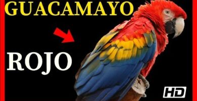 Guacamayo Ara Macao: Descubre todo sobre esta hermosa especie