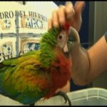 Guacamayo papillero: precio y consejos para su cuidado